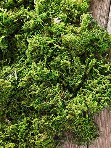 FRANK FLECHTWAREN Naturmoos, getrocknet ideal für die Krippe und zum Dekorieren