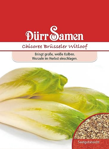 Chioree Samen Brüssler Witloof Chicoreesamen Salat ca 100 Korn Saatgut Balkon Garten Hochbeet Kübel Dürr Samen