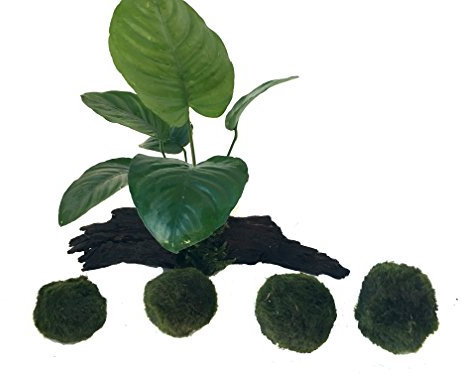 manplan Mini Tronco de Anubias de 10 a 12 cm y 4 Cladophoras de 3 a 4 cm. Plantas de Acuario Naturales