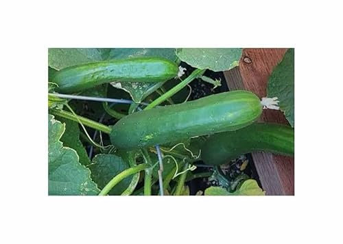 Stk - 50 Korn Freilandgurken Tanja Garten Pflanzen - Samen F-S134 - Seeds & Plants Shop by Ipsa
