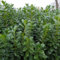 50er-Set Kirschlorbeer Prunus laurocerasus Novita, Höhe 40-60 cm, im 5 Liter Topf