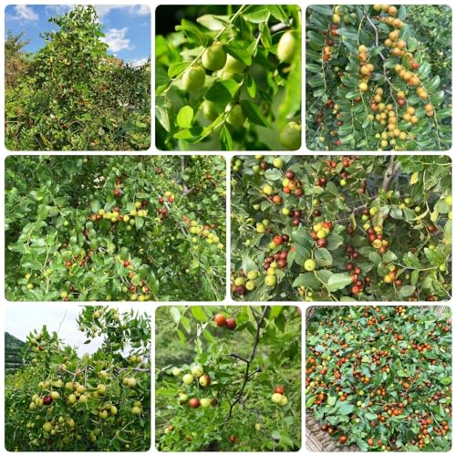 120 pcs jujube bio samen bäume garten winterhart pflanze obst frisch samen bäume kaufen nachhaltige geschenke für frauen obstbäume kaufen zimmerpflanze säulenobstbäume hochbeet balkon