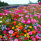 1000pcs Graines de fleurs sauvages, Graines Semences de fleurs sauvages rares Mélange de fleurs Mélange amical pour les abeilles et les abeilles