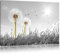 Pixxprint Pusteblumen auf Wiese B&W, Größe: 100x70cm, Leinwandbild, fertig gespannt, Wandbild, Dekoration, Kunstdruck, kein Poster