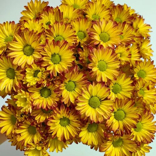 300 piezas semillas de margarita para césped, Flores de jardín de plantas en macetas resistentes jardinería plantas resistentes para jardín plantas decorativas, plantas perennes resistentes
