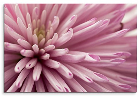 Sinus Art Wandbild 90x60cm Naturfotografie – Altrosa Blütenblätter auf Leinwand für Wohnzimmer, Büro, Schlafzimmer, Ferienwohnung u.v.m. Gestochen scharf in Top Qualität