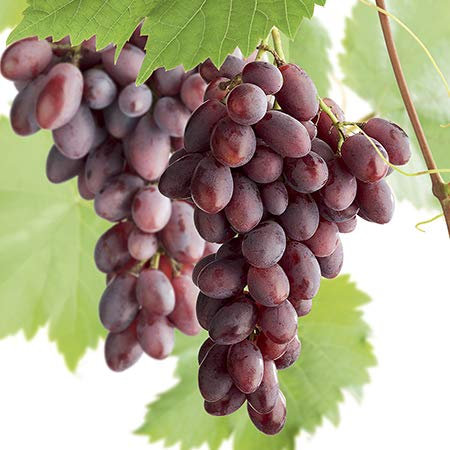 Plant Theory 60cm Black Grape Regent Vine Fruit Bush Vitis Vinifera 2L Pot