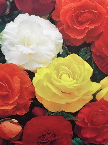 Buy4seeds Begonia Tuberous - Non Stop - Mixed F1-15 PELLETS Easy to Garden Yard Patio