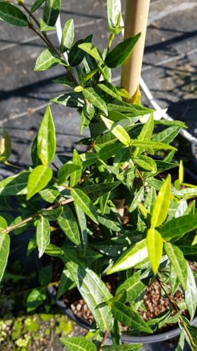 Trachelospermum jasminoides 'Wilsonii' / Jasmin étoilé/Conteneur de 3 à 4 litres/Plante grimpante ou couvre-sol