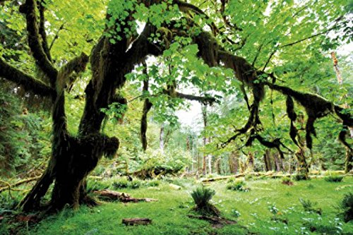 1art1 Wälder Grüner Wald, Zurück Zur Natur Selbstklebende Fototapete Poster-Tapete 180x120 cm