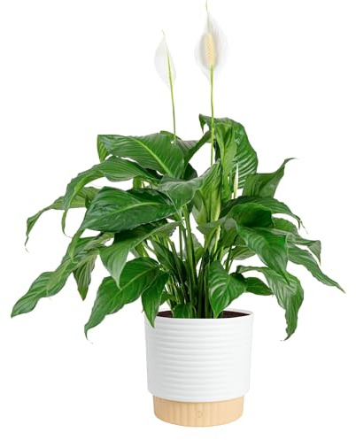 Costa Farms Peace Lily Live Plant in Decorative Pot, Large Air Purifying Flowering Indoor Houseplant, Perfect for Home, Room, or Office Decor, Great House Warming or Birthday Gift, 2-3 Feet Tall