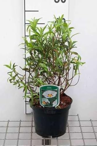 Cistus purp. 'Alan Fradd' - Zistrose Alan Fradd 20-25 cm Container