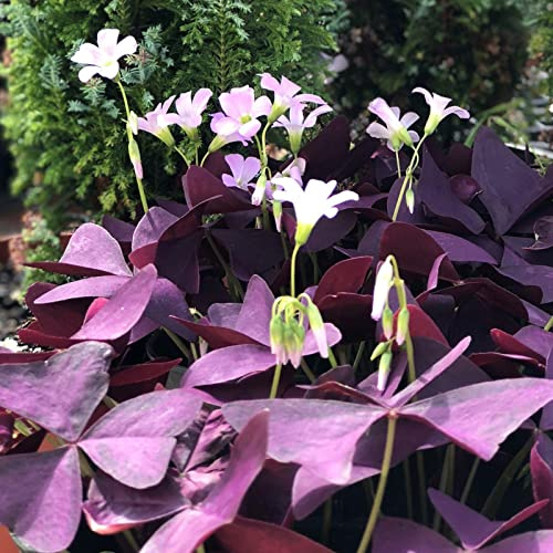 Lange BlüTezeit, Winterhart/, Pflegeleicht, Mehrjährig Große, Hoher Zierwert, (Stauden/Staude/), BlüHend, -6 Oxalis-A