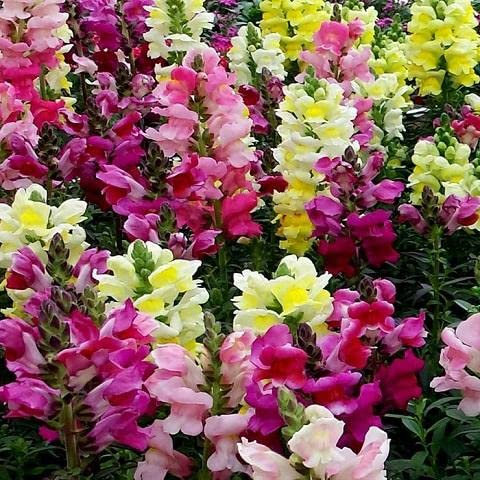 MAELSA® GRAINES EN SACHET POUR POTAGER ET JARDIN - FLEURS - SEMENCES DE FLEURS DIVERS VARIETES AU CHOIX (MUFLIER 1/2 NAIN MAJESTIC VARIE)