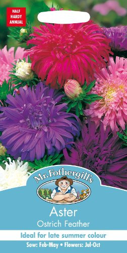 Mr Fothergill's 17603 Flower Seeds, Aster Ostrich Feather, Sow: Feb to June