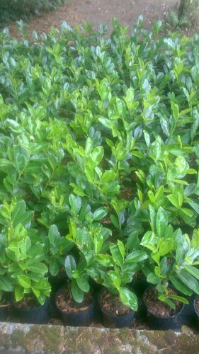 Lot of 10 Cherry Laurel Plants in 2 lt pots 2.5 Foot Tall Fast Growing Evergreen Hedging