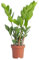 PLNTS - Zamioculcas Zamiifolia (Glücksfeder) - Zimmerpflanzen, Pflanzen Echt, Nachhaltige Verpackung - 17cm Topf - Höhe 65cm - Direkt von der Gärtnerei