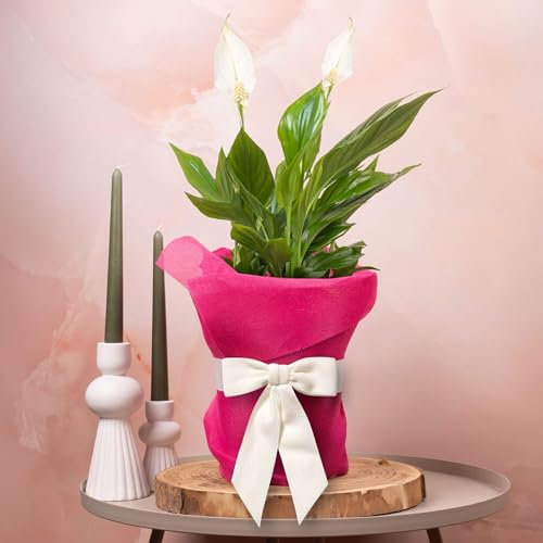 GardenersDream Spathiphyllum Peace Lily Plant Gift - Indoor Real Houseplant for Birthday, Anniversary & Mother's Day Gifting - Pink Hessian Wrapping, White Bow & Custom Message Card (9cm Pot, 20-30cm)