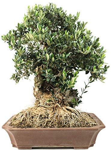 Bloom Green Co. Promozione! 20 Pz Rare Olive Bonsai (Olea europaea) Mini pianta per le forniture di giardino domestiche, Esotico Vasi Fioriere: 5