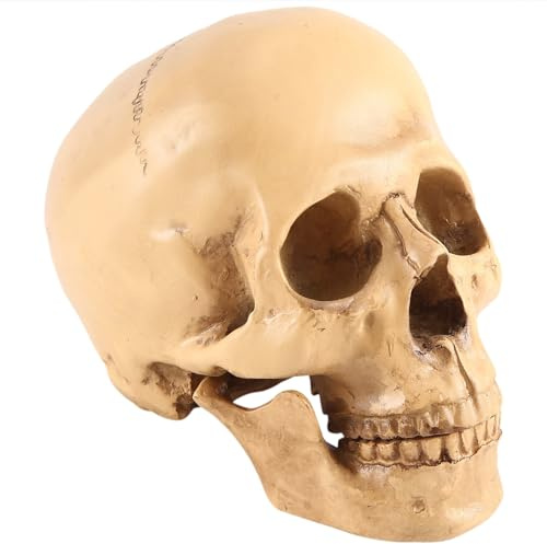 Sirxlevcy Model 1: 1 Resin Human Skull Anatomical Teaching Decoration Yellow