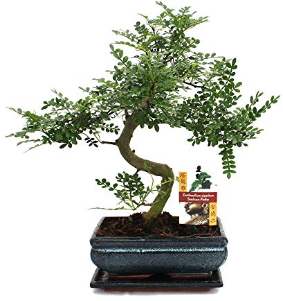 Exotenherz - Bonsai Szechuan-Pfeffer - Zanthoxylum piperitum - ca. 10 Jahre