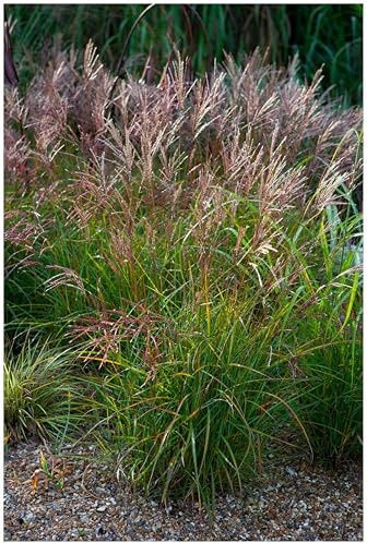 Stauden Gänge 10 x Miscanthus sinensis 'China' Chinaschilf winterhart | Hohes Ziergras für Sonne bis Halbschatten, Blüte August bis Oktober, mehrjährig, 1 L Topf (11x11 cm)