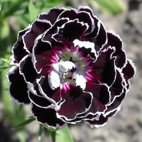 Perenne fragrante garofano nero/semi di fiore del merletto del velluto bianco (30 semi)