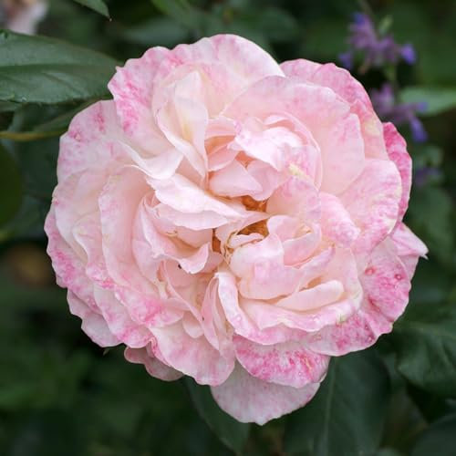 Bush Rose English Miss - Compact Rose Bush with Light Pink Double Garden Roses - Classic Garden Plants Boasting Beautiful Outdoor Roses - Hardy Plants Outdoor Garden Ready (3 Litre Pot, 20-40cm)