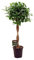 Higo chino – Ficus Micr. Moclame – Planta de interior – Ø 23 cm – 110 cm