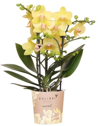 Gelbe Phalaenopsis Orchidee - Albenga - Topfgröße Ø9cm - Zimmerpflanze