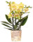 Gelbe Phalaenopsis Orchidee - Albenga - Topfgröße Ø9cm - Zimmerpflanze