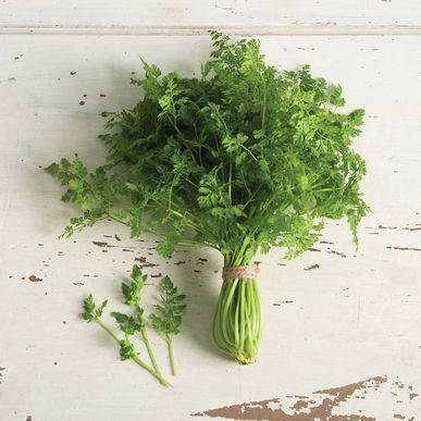 Frozen Seed Capsules Chervil Seeds (Anthriscus cerefolium) 50 Seeds