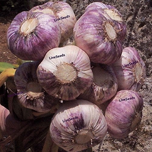 Live Seeds -UK Garlic 30 Cloves 'Early Purple Wight' Hardy Bulb (Planting Now) from 3 Bulbs