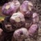 Live Seeds -UK Garlic 30 Cloves 'Early Purple Wight' Hardy Bulb (Planting Now) from 3 Bulbs