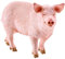 Schleich 13782 FARM WORLD Spielfigur - Schwein, Spielzeug ab 3 Jahren, 7 x 1.4 x 3.7 inch