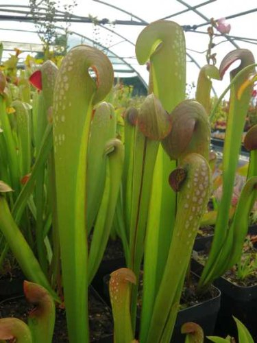 Fleischfressende Pflanzen Mischung Mix - 4 Sorten Sarracenia Samen - 20 Samen
