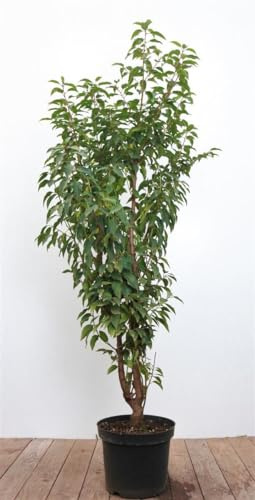 Portugiesischer Kirschlorbeer 80-100 cm Topf Prunus lusitanica immergrün