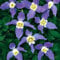 Clematis alpina, Alpenwaldrebe 60-100 cm 2 L Co.