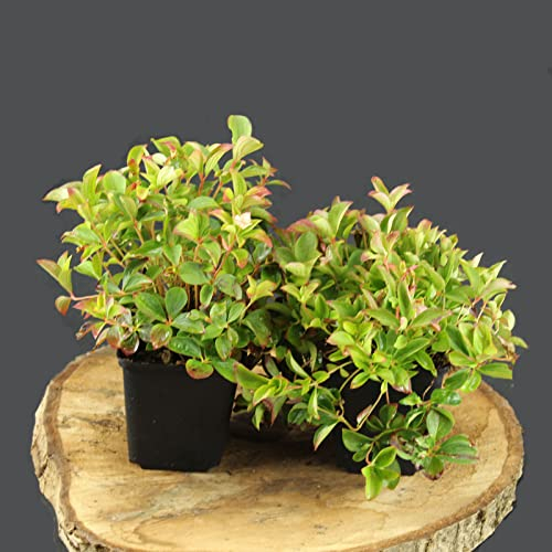 Kanadischer Hartriegel/Cornus canadensis Schattenverträgliche Bodendecker