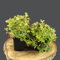 Kanadischer Hartriegel/Cornus canadensis Schattenverträgliche Bodendecker