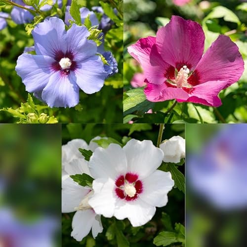 Hibiscus syriacus Tricolour ca. 45 cm hoch Staude 3 Pflanzen ca. 45 cm
