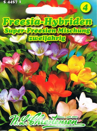 Freesia Hybriden Super Freesien Mischung zweijährig