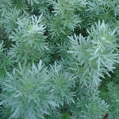 Absinth-Wermut Artemisia absinthium - frosthart, hohe