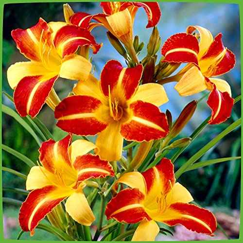 Taglilie Frans Hals - Hemerocallis - Im 9 cm Topf - Lilien Zierpflanze, winterhart zum Pflanzen, farben-frohe Blüten, mehrjährig - Top Qualität von Garten Schlüter
