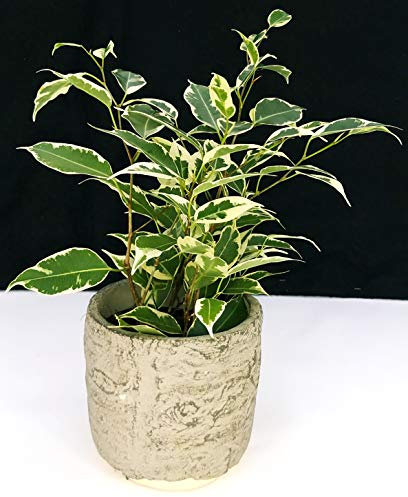 POWERS TO FLOWERS - FICUS BENJAMIN VARIEGATO VASO 11, IN VASO PIETRA, pianta vera
