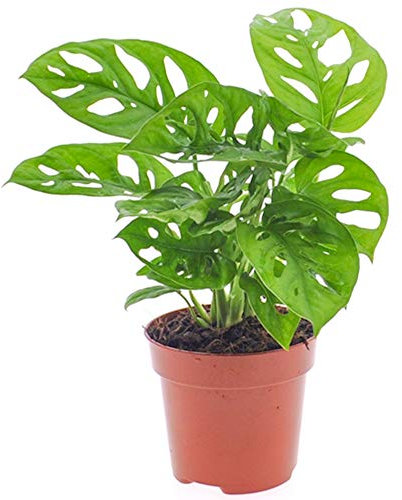Vibrant Monstera Obliqua - Monkey Leaf | Indoor Potted Houseplant | 20-30cm with Pot