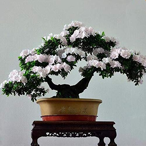 A12: Rare Semi Bonsai Azalea 100 semi Piante Fiori Semi