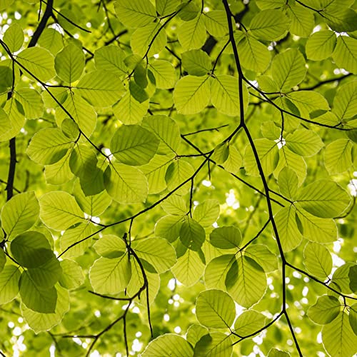 Fagus Sylvatica - Buche Baum Pflanze - Beste Wahl Für Ihren Garten Oder Balkon, Nachhaltige Geschenke Bonsai Samen, Buche Baum Kaufen, Zimmerpflanzen Samen 10 Stück