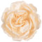 Mecool Fermaglio per capelli grande con rosa, spilla a forma di fiore, per ragazze, matrimoni, feste, colore beige, bianco, 1 pezzo (confezione da 1)