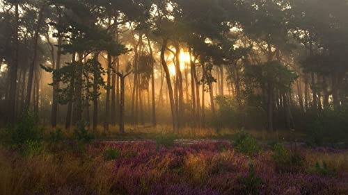 1000 Teile Holzpuzzle Für Erwachsene,Nature Woods Landscape Puzzle,Creative Intellect World Hardest Puzzle,Unusual Brain Challenge Puzzles,Schwierige Eltern-Kind-Spiele,Für Personalisierte Foto-Wan